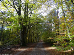 Mosbeekweg